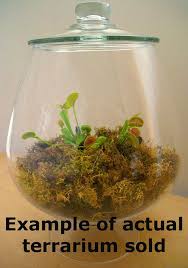 Carnivorous Plant Terrarium Who Hasn T Wanted Venus Fly Traps Venus Fly Trap Terrarium Carnivorous Plants Terrarium Venus Fly Trap