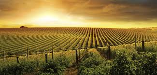La majorité des vins croates sont blancs avec quelques vins rouges et un faible pourcentage de vins rosés. Regions Viticoles De France La Carte Des Grands Cepages