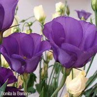 We did not find results for: 17 Flower Talk Ideas Flowers Planting Flowers Wedding Flowers