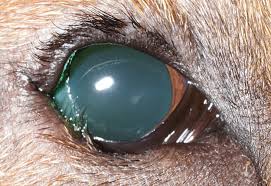 Image result for Entropion