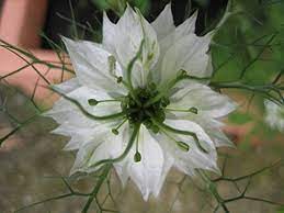 400 Love In A Mist Blue White Mix Fennel Flower Nigella Damascena Flower Seeds Check Out The Image By Visiting Th Flower Seeds Seeds Gifts Flower Seed Gifts