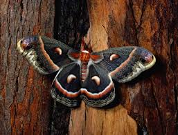 Image result for Cecropia