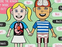 Anatomy Body Awareness Books For Kids And Their Squeamish Grown Ups Books For Littles
