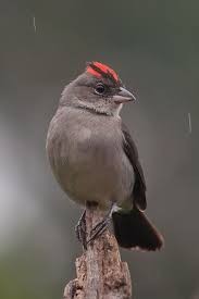Canto De Trinca Ferro Bom Dia Seu Chico Com Boi Pin Em Aves