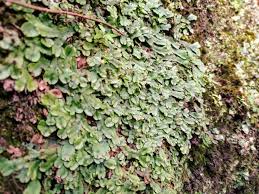 Image result for Didymoglossum