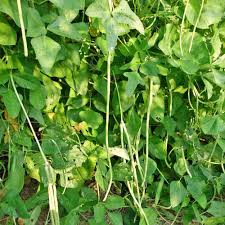 Image result for Asparagus pendulus