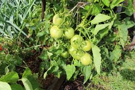 This process sometimes catches novice gardeners off guard. The Rusted Garden Journal The Difference Between Determinate Indeterminate Tomatoes