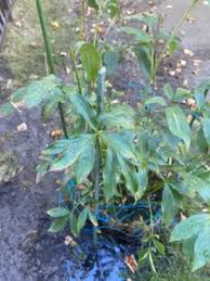 Peony plants with rotted roots need to be. Peony Toronto Master Gardeners