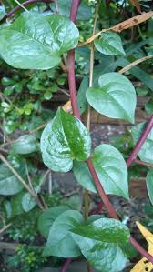 Image result for Basella paniculata