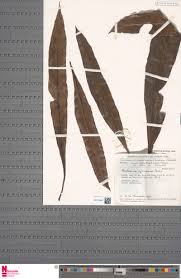 Image result for Asplenium africanum