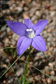 Image result for Wahlenbergia krebsii