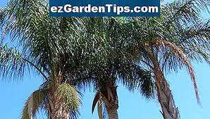 Dan kita tahu memang nama untuk satu tumbuhan atau haiwan memang berbeza dari satu tempat ke tempat yang lain. Fertilize Queen Palm How To Care For A Queen Palm