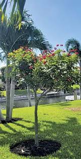 Image result for Jatropha campestris