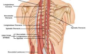 Muscle anatomy male 12 photos of the muscle anatomy male chest muscle anat. My Client Was Having Lower Back Mid Neurokinetic Therapy Facebook