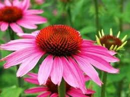 In der dritten stunde zeichnen und malen wir. Schone Grosse Purpurfarbene Bluten Zeichnen Den Wunderbare Sonnenhut Aus Ebay