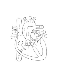 We did not find results for: Simple Heart Drawing Anatomy Novocom Top
