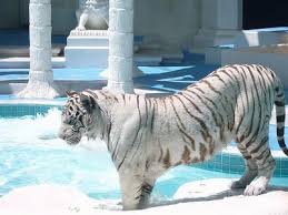 Maybe you would like to learn more about one of these? Endangered White Tiger Poc