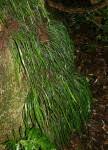 Image result for Vittaria guineensis
