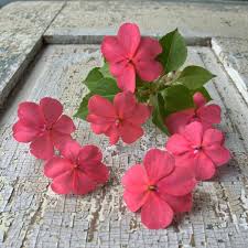 Image result for Impatiens stuhlmannii