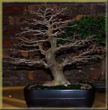 Image result for Celtis africana
