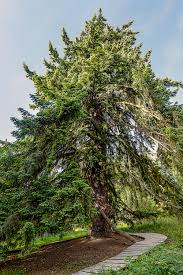 The pine is one of the most useful trees on the planet, providing food, shelter, medicine and fuel. How Stand Age Affects Transpiration In Trees Of The Pacific Northwest Plant Ecology