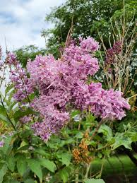 Image result for Syringa prestoniae