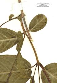 Image result for Periploca