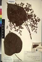 Image result for Premna angolensis