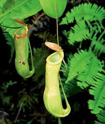 Periuk kera adalah tumbuhan karnivor yang hidup melata di sekitar malaysia. Padawan Pitcher Plant Wild Orchid Centre Visit Sarawak