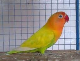 Get your love bird bananafish today! Terbaru 23 Gambar Burung Lovebird Pasjo Richa Gambar