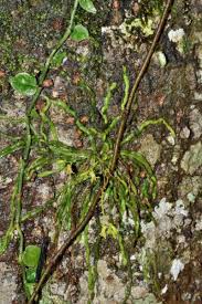 Image result for Taeniophyllum