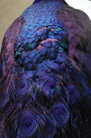 peacock sophie eccleston 2012 norwich castle museum england pauw