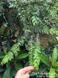 Image result for Memecylon sp. C