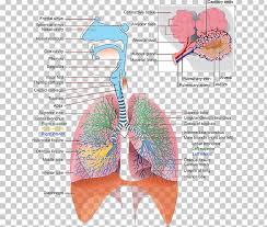The Respiratory System Respiration Anatomy Human Skeleton