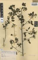 Image result for Harrisonia