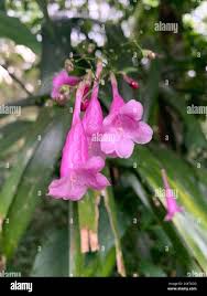 Image result for Strobilanthes hamiltoniana