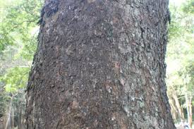 Image result for Samanea leptophylla