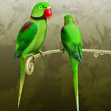 Alexandrine Parrot Legal In India | Isgb.Edu.Ar