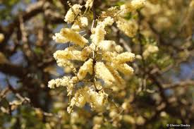 Image result for Acacia nigrescens