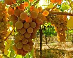 Cepage A Part Le Savagnin L Or Jaune Jurassien Article A Retrouver Dans Le Journal A Part 9 Cepage Savagnin Rose Cepages Photographie De Fruit Vin