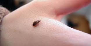 Bed Bug On Hand Bed Bugs Bed Bug Control Pest Control