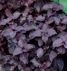 Aeonium arboreum 'zwartkop' (black rose) with its beautiful dark purple foliage, the black rose has striking rosettes with waxy leaves. Pick The Perfect Purple Finegardening