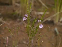 Image result for Sopubia