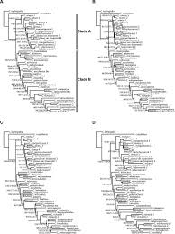 Image result for Sphaerocyperus erinaceus