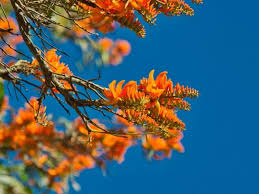 The jepson manual lumps all the monkey flowers into this species, aurantiacus, under the genus mimulus. 31 Amazing Orange Flowers With Names And Pictures You Should See Florgeous