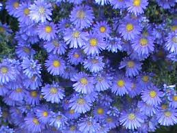 This is a list of all the colours. Mums Vs Asters And How To Use Them In Your Landscape Hgtv