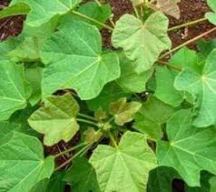 Jarak salah satu bagian dari tanaman jarak yang memiliki manfaat dan manfaat bagi kita adalah bagian panas dari jarak. Pusat Gkm Daun Jarak Manfaat Daun Jarak Biji Buah Jarak Facebook