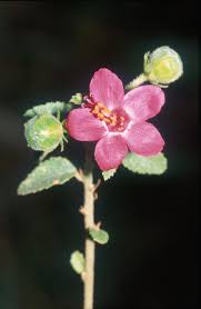 Image result for Abutilon longicuspe