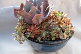 How To Fluff Your Succulents Succulents Repotting Succulents Succulent Pots