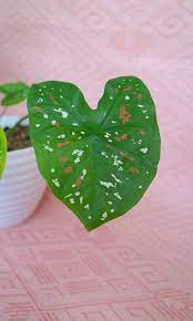 It took some months before it finally grew to this size. Caladium Bicolor Florida Clown Furniture Home Living Gardening Plants Seeds On Carousell